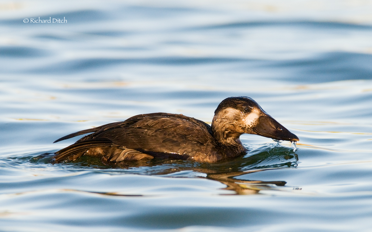 Surf Scoter