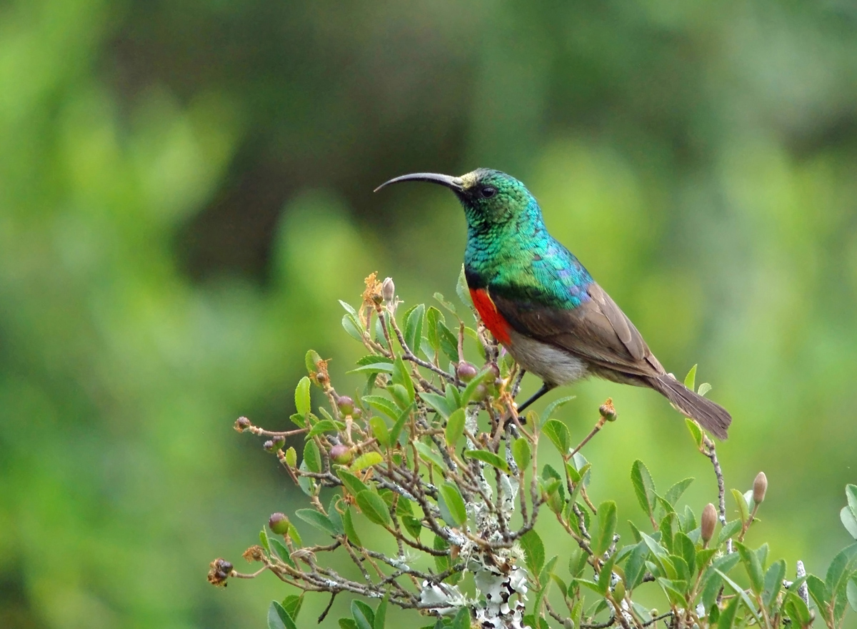 Sunbird