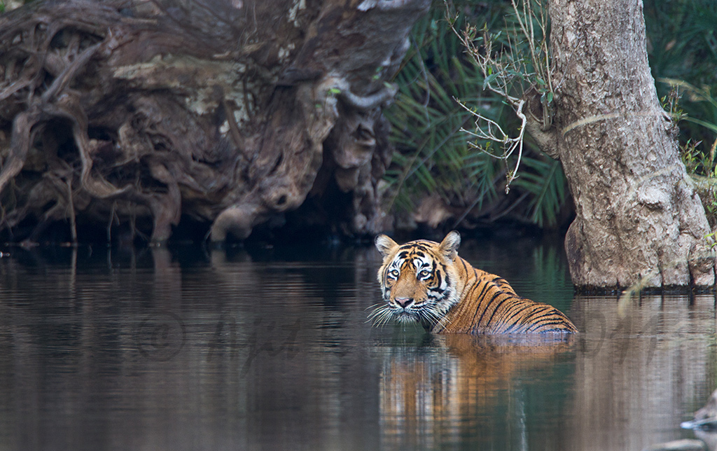 Tiger in water