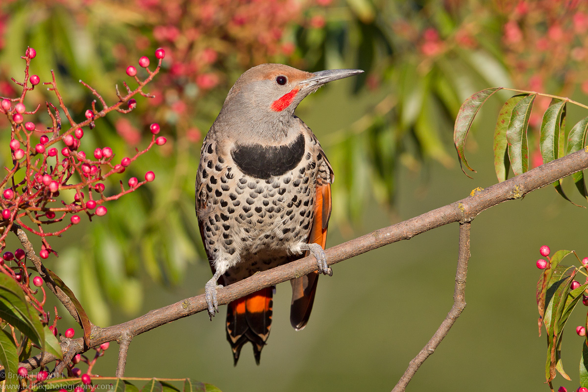 Red-Shafted Flicker
