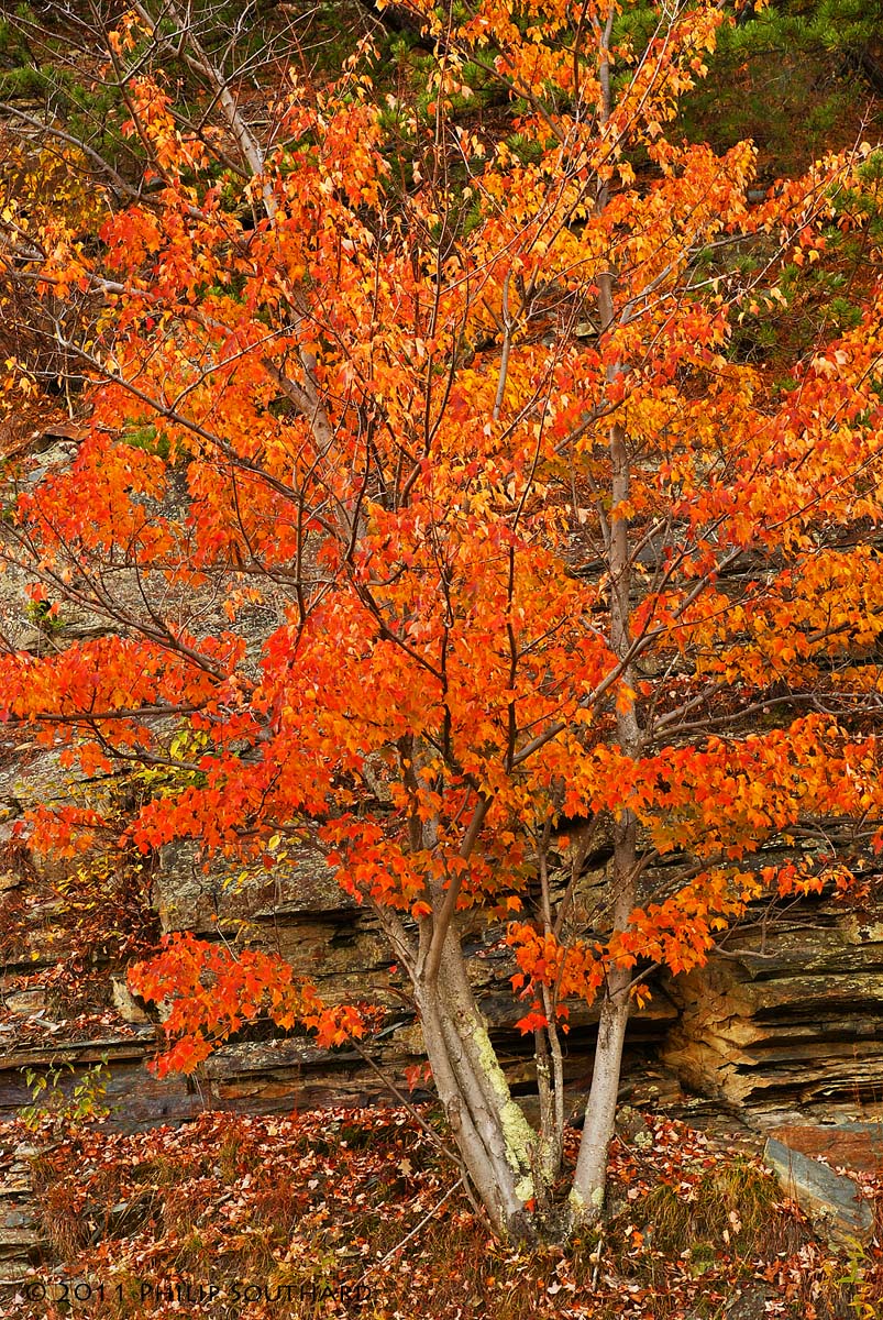 Blue Ridge Maple
