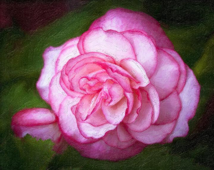 Begonia
