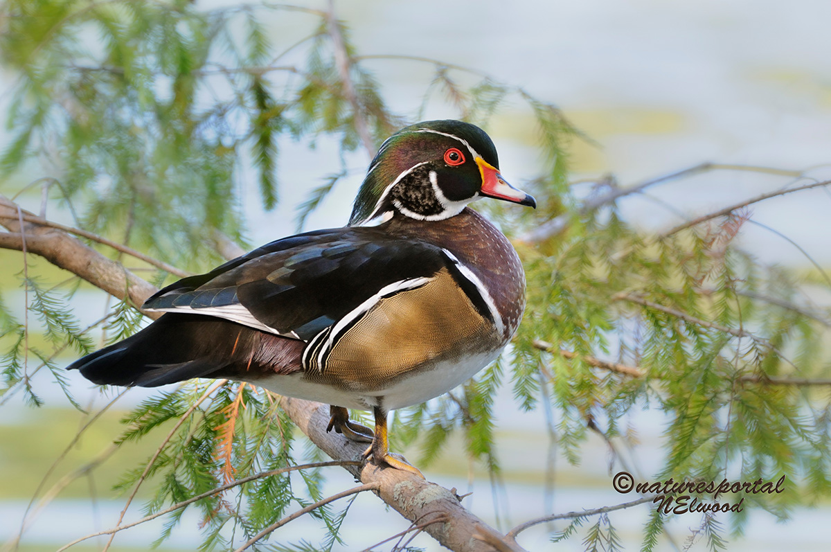 Male Wood Duck