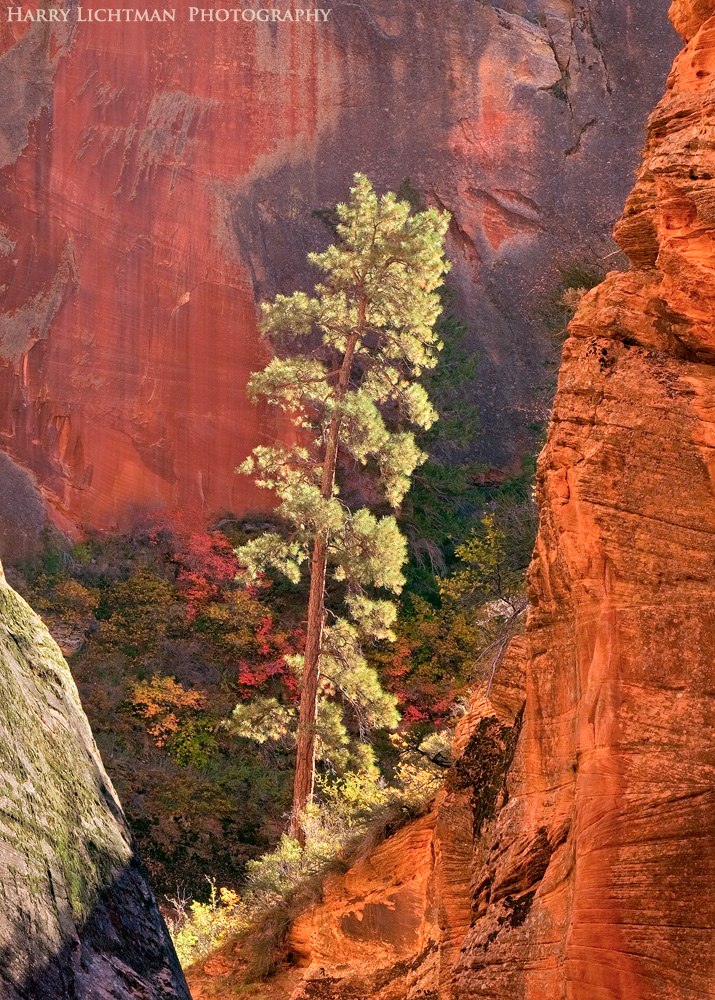 Lone Pine Canyon