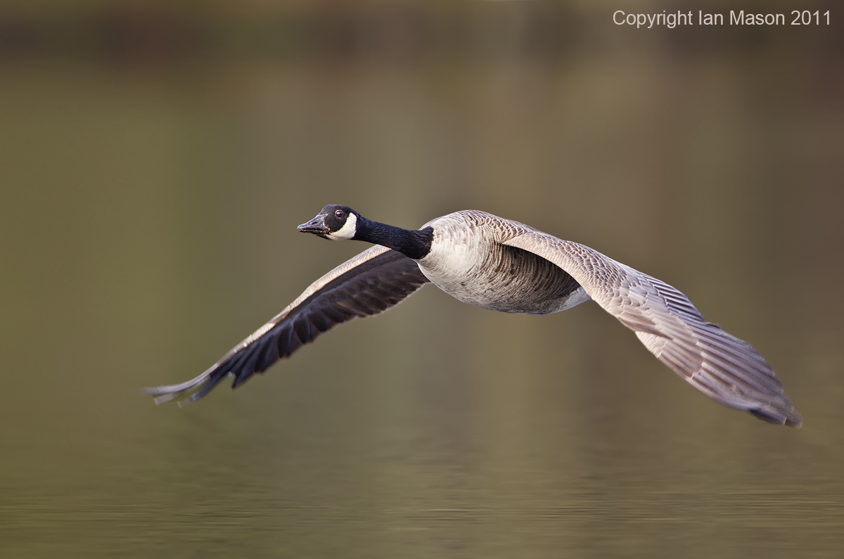 Canada Goose