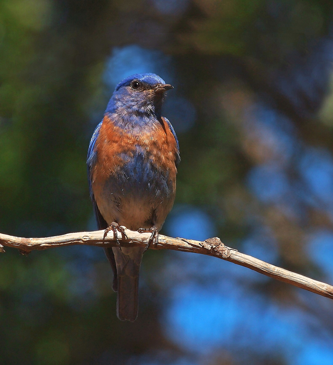 Western Bluebird male