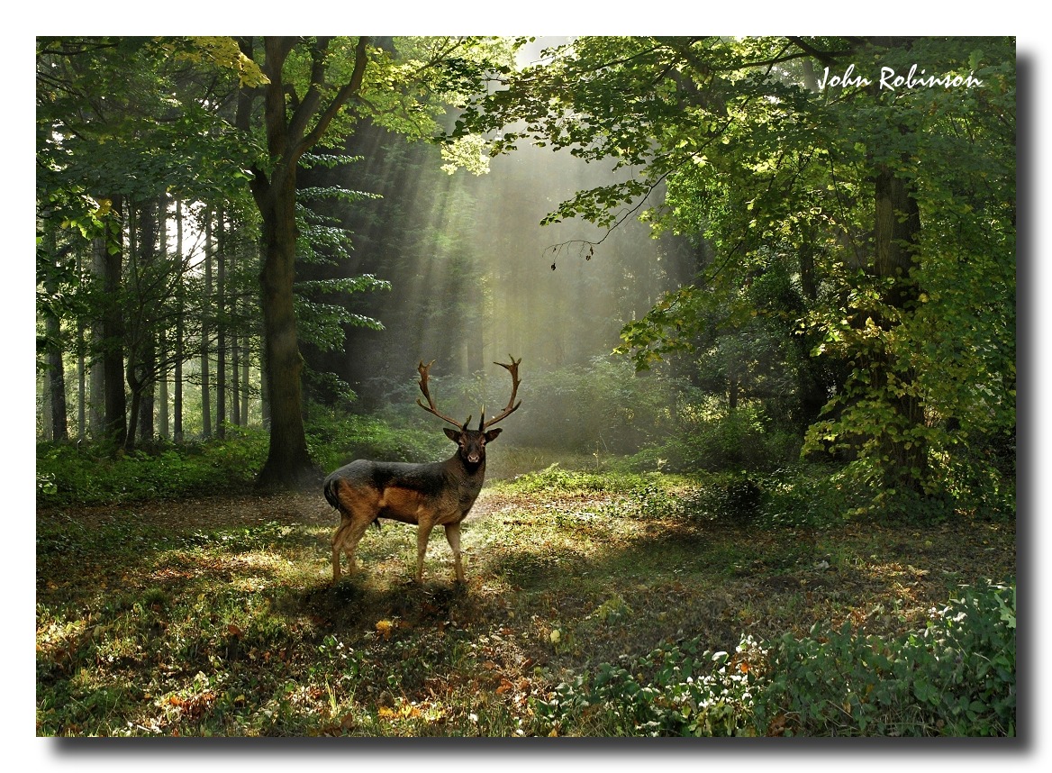 Fallow Buck