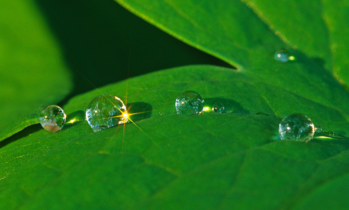 Microworlds (WC 510)