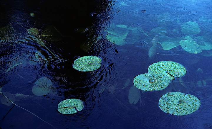 Raindrops on Lily Pads