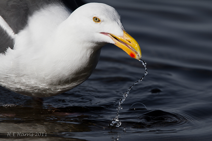 Western Gull