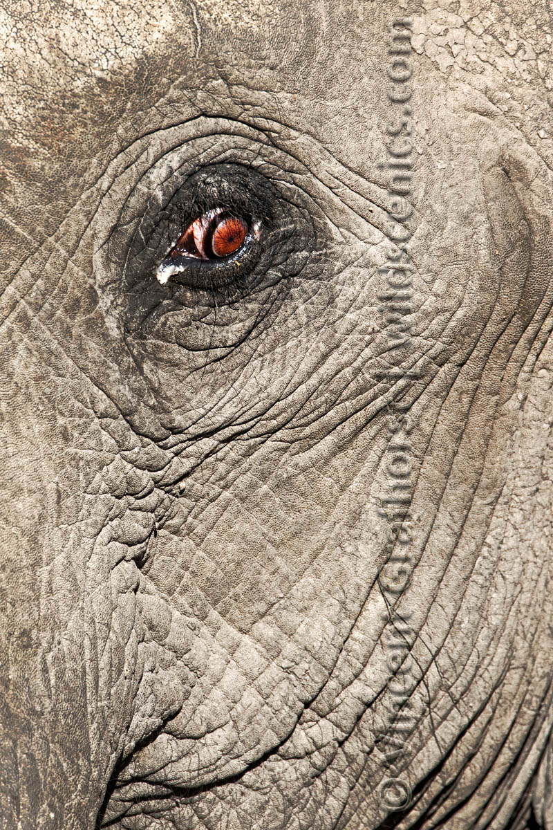 Eye for Detail