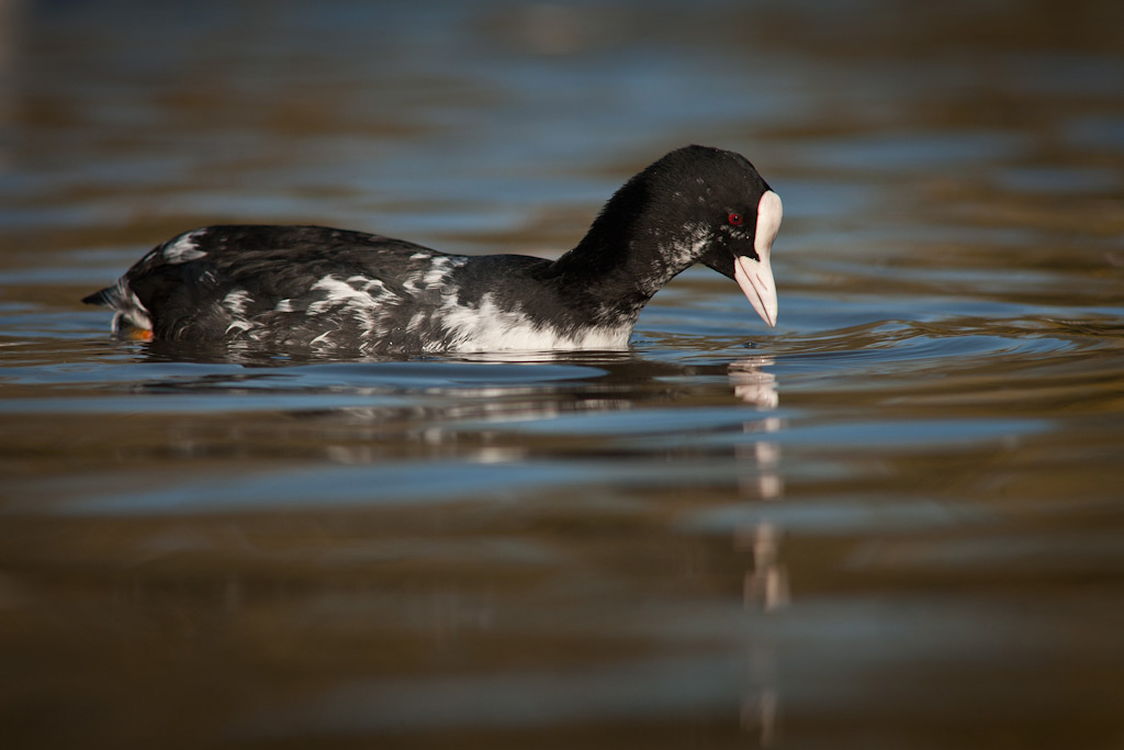 A Most Unusual Coot...