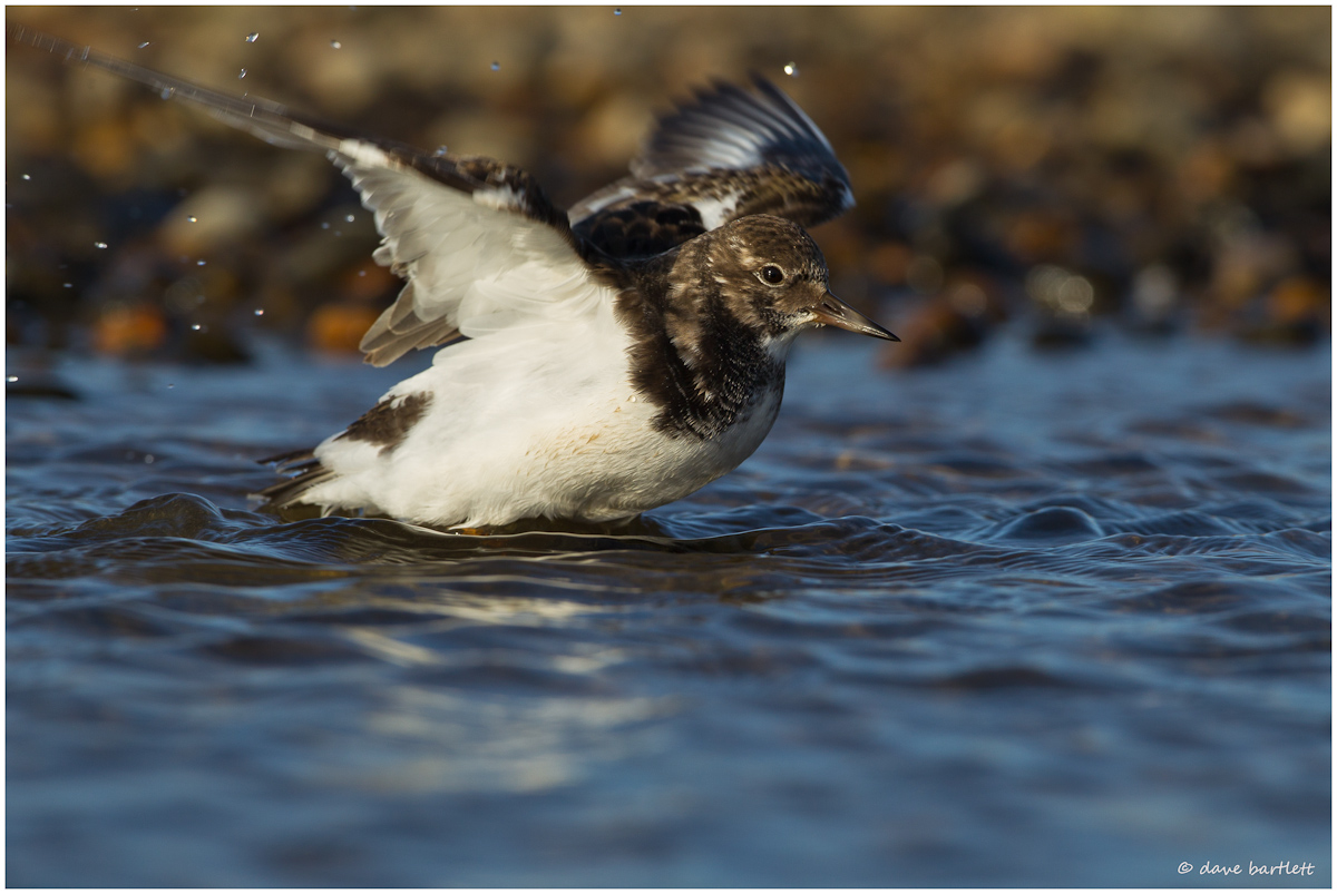 Turnstone takeoff