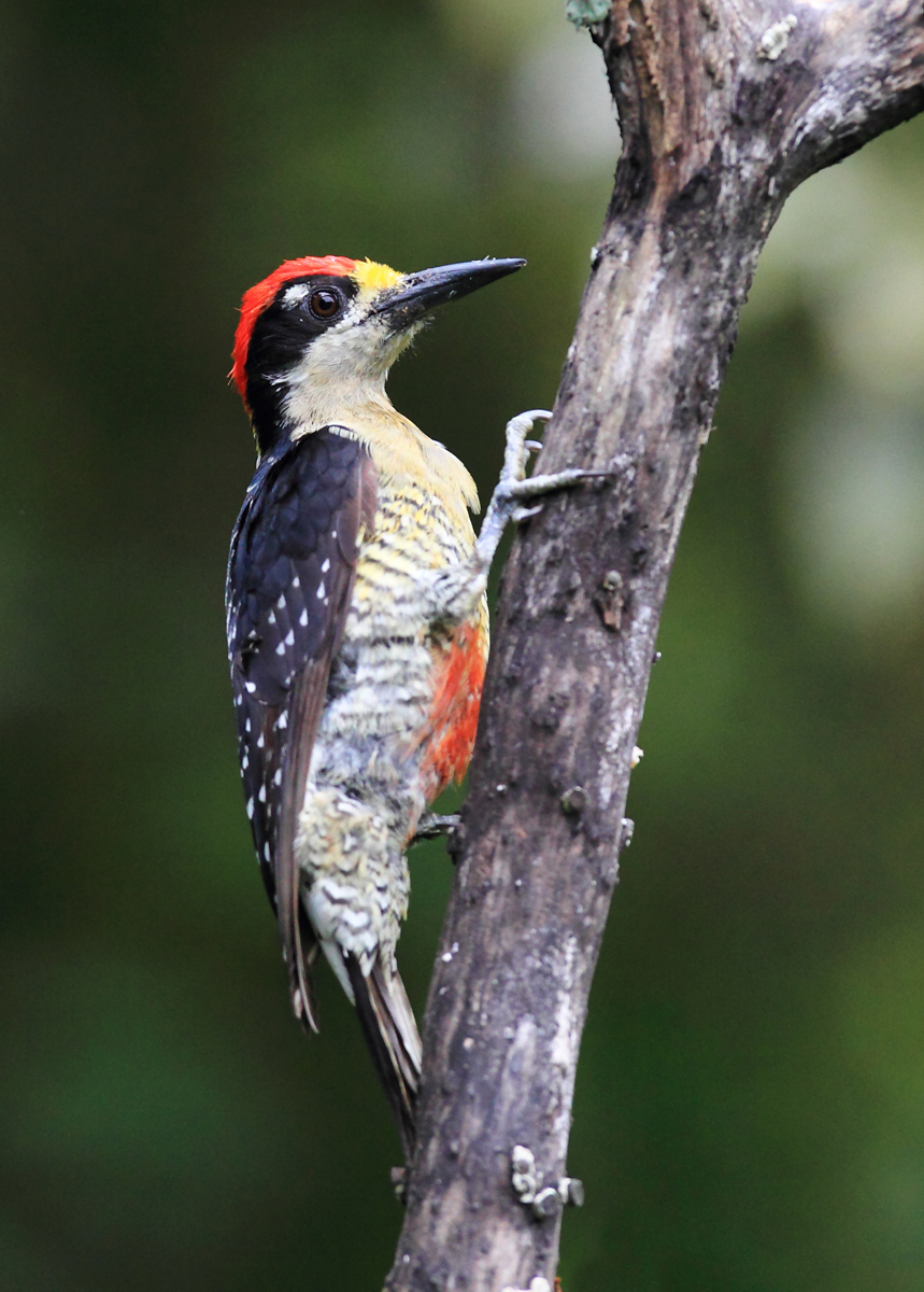 Black Cheeked Woodpecker