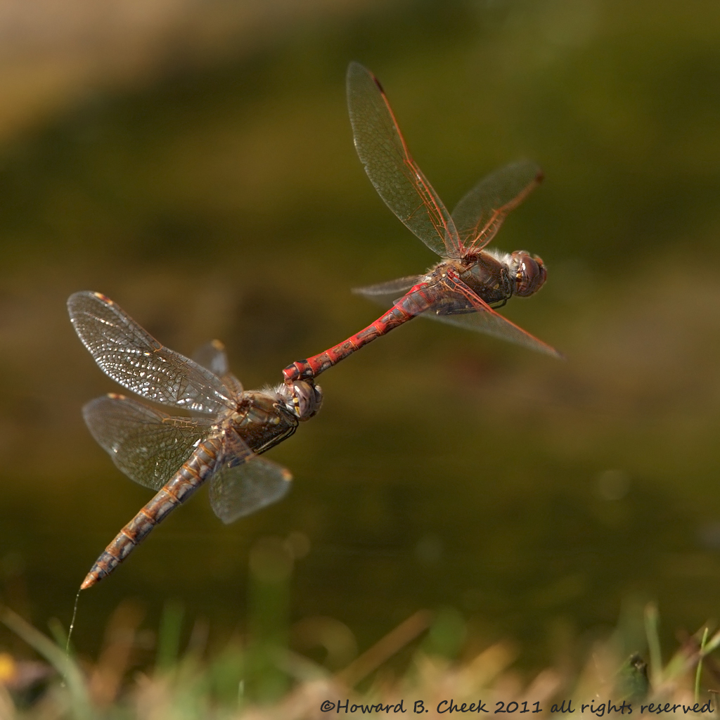 Ovipositing Meadowhawks