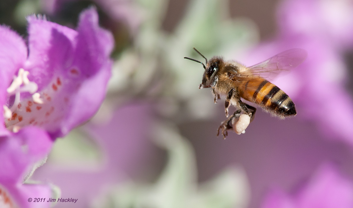 Buzzing Around