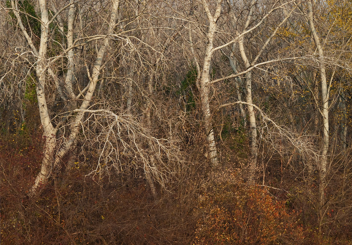 Autumn Chaos II