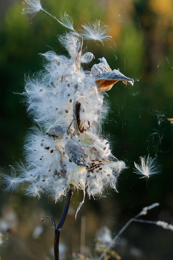 Blowin' in the wind