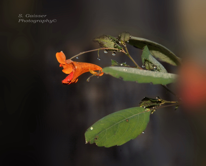Orange flower