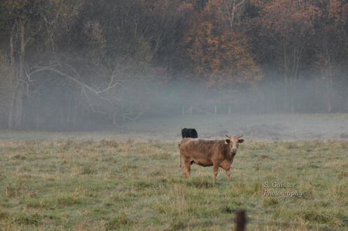 Morning Mist
