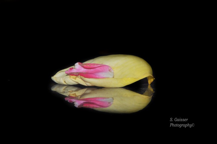 Pink & Yellow Petals