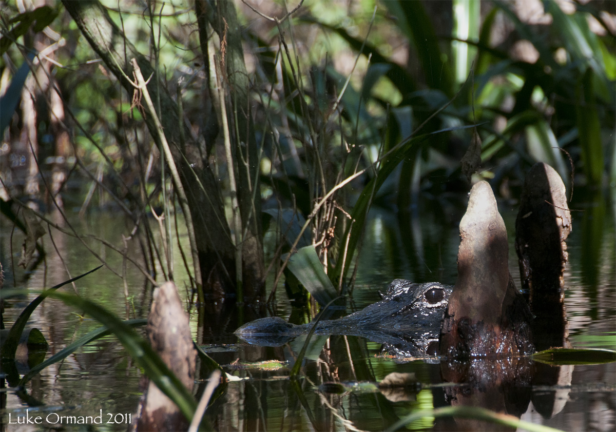 Hidden Gator
