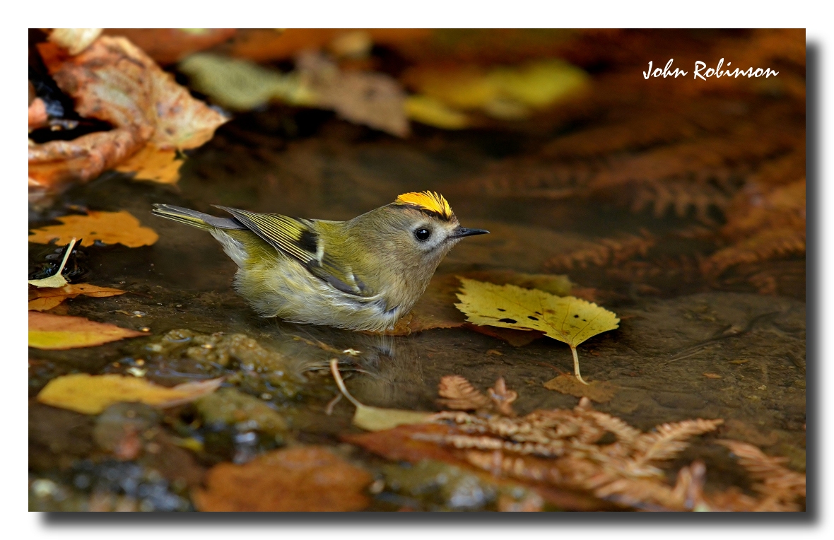 Goldcrest