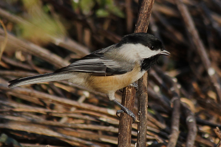 Chickadee