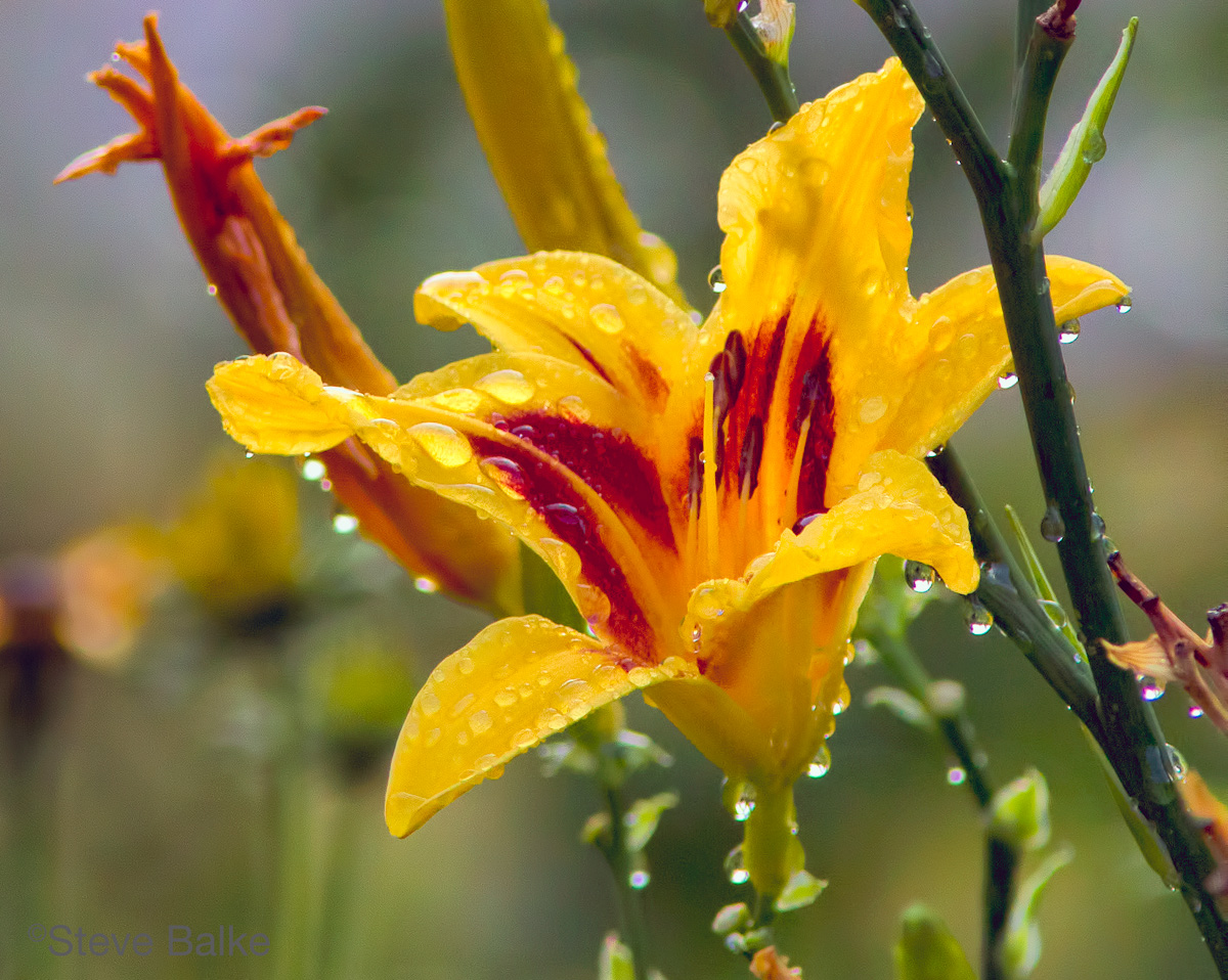 Drop Laden Lily