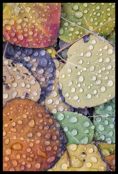 Aspen Rain