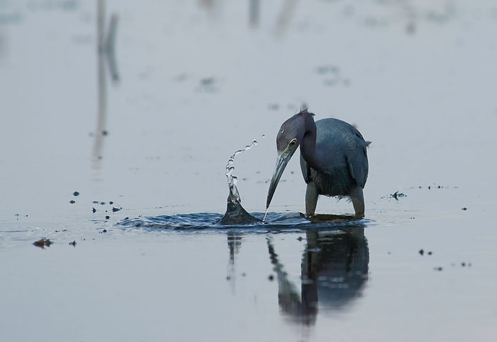 Fishing droplets - WC510