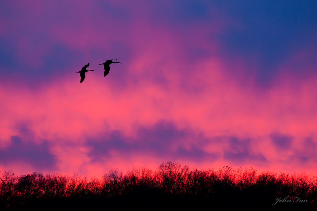 Fire Birds