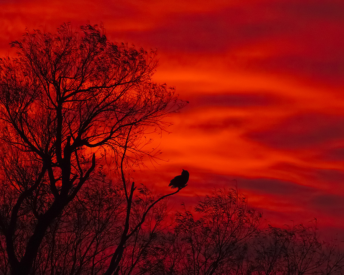Post sunset Owl