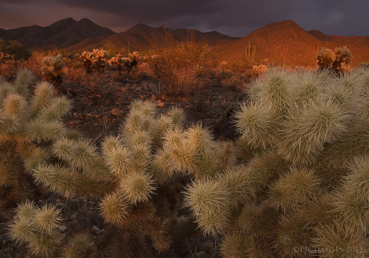 Desert light