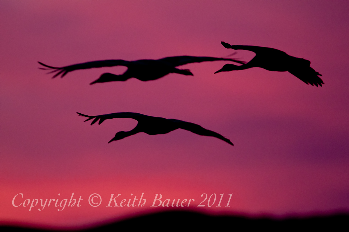 Crane Silhouettes