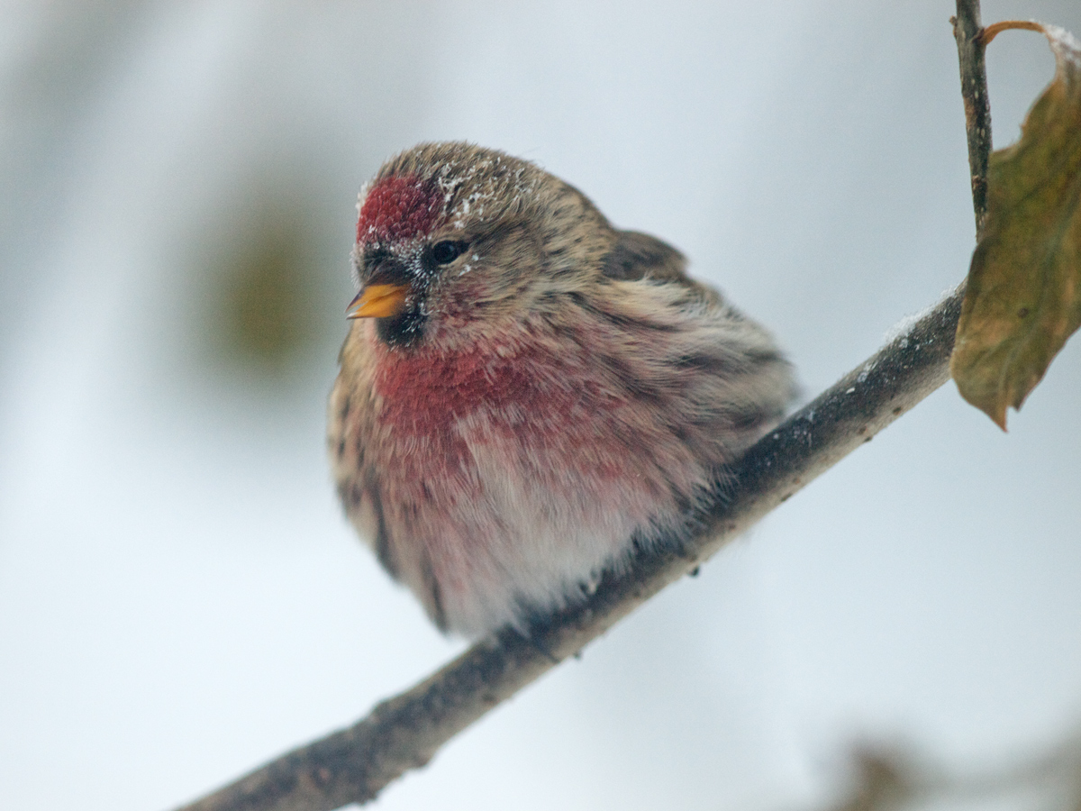 Redpolls Return