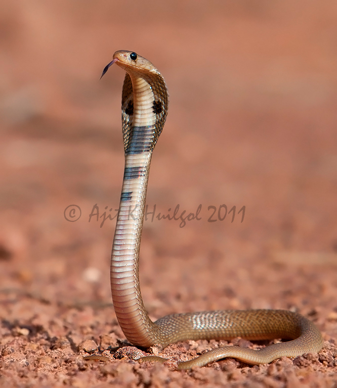 Baby cobra!