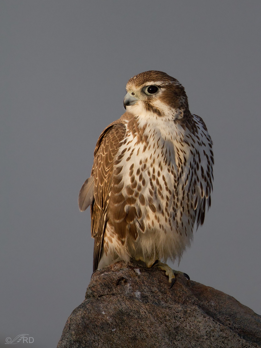 Prairie Falcon