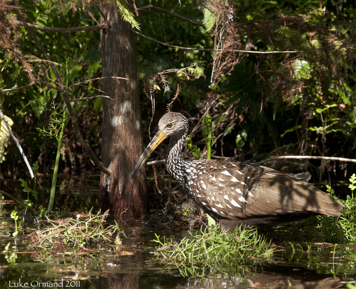 Limpkin