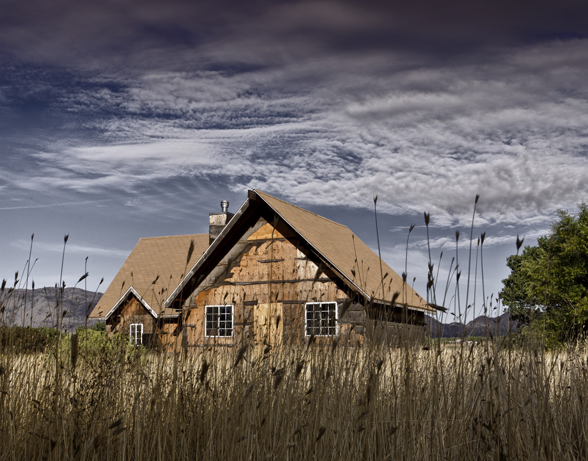 Overgrown Desolation 511