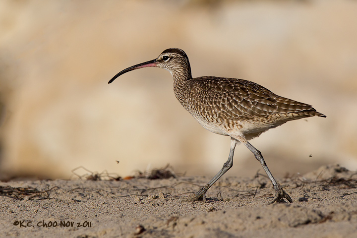 Whimbrel