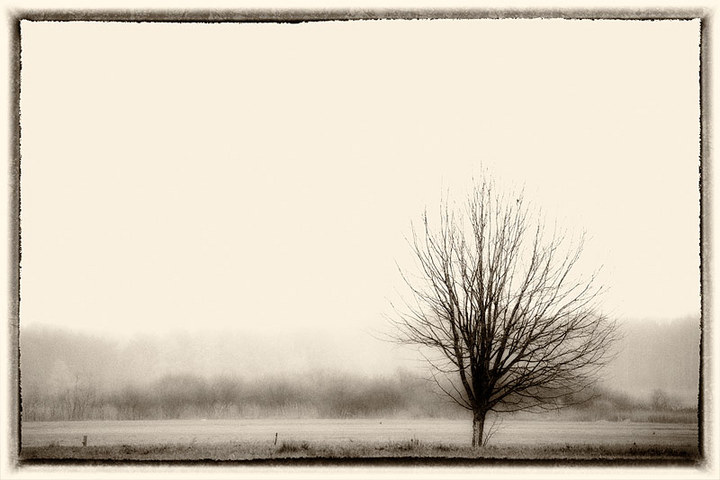 the tree...