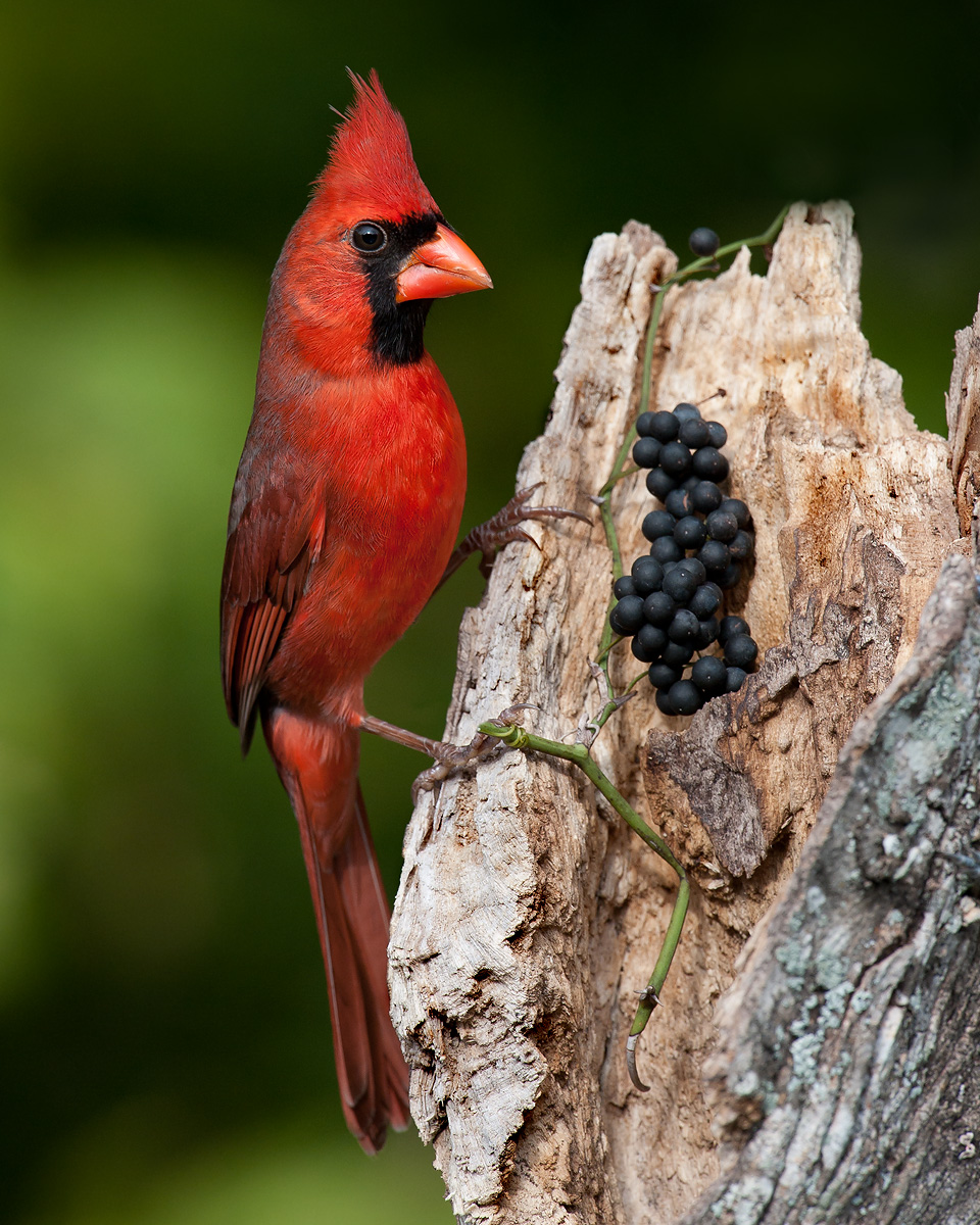 Northern Cardinal