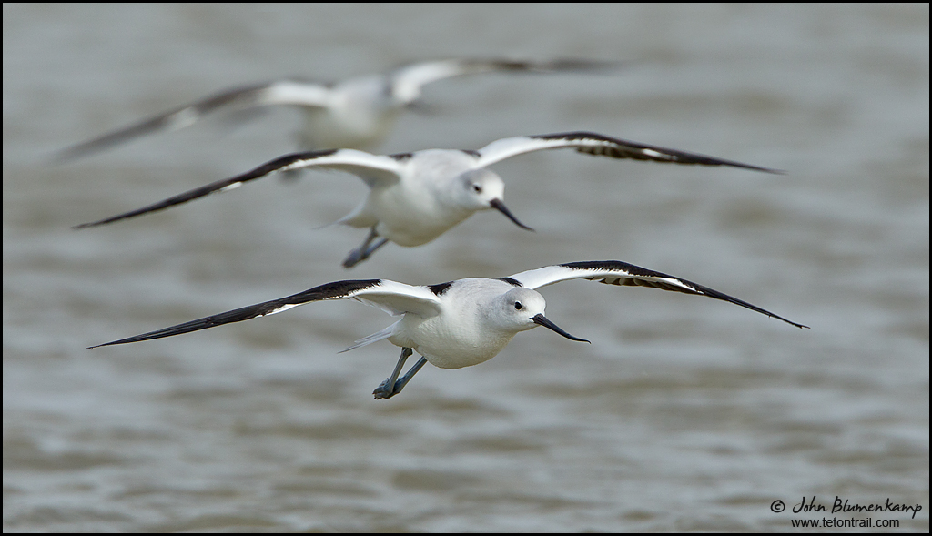 Avocet Trio