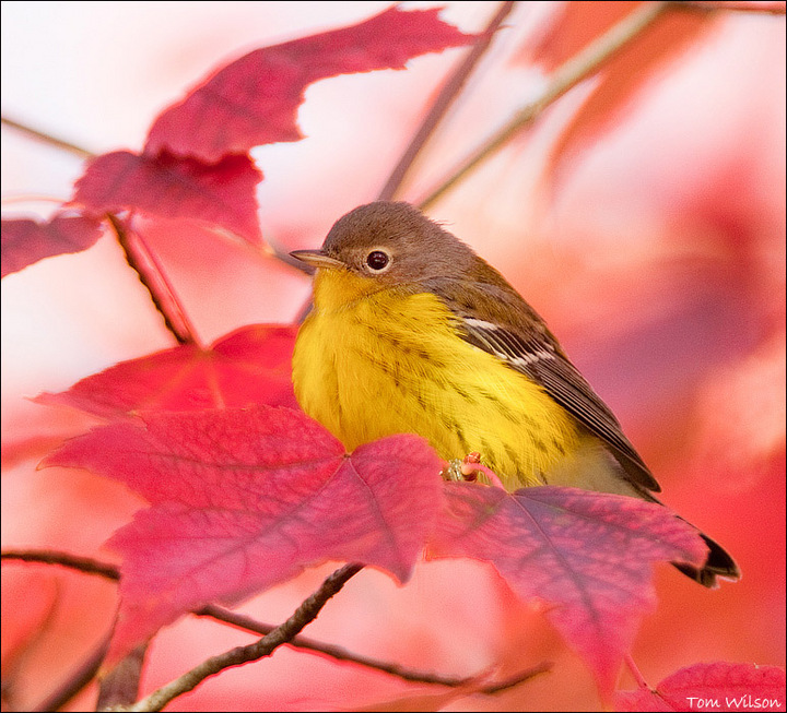 Magnolia Warbler 