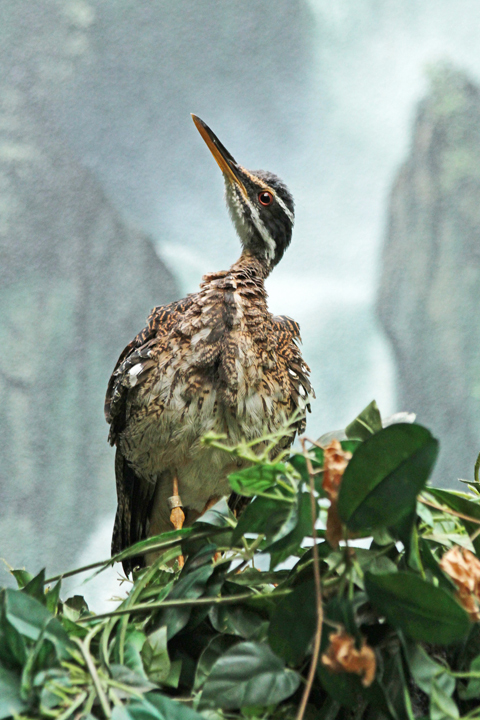 Sun Bittern  (C)