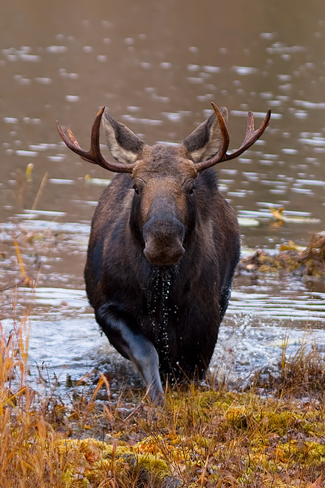 Wet Moose