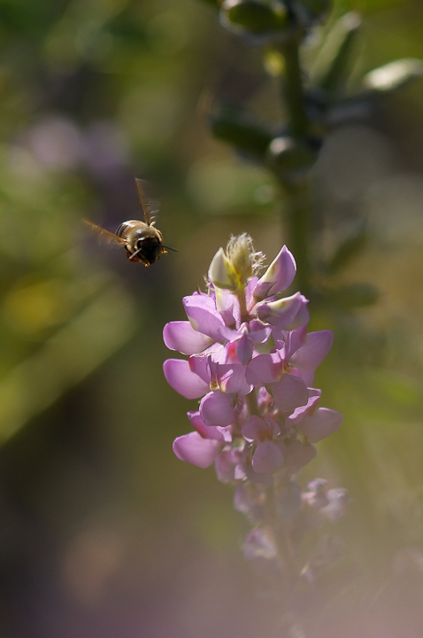 Bee Lupine