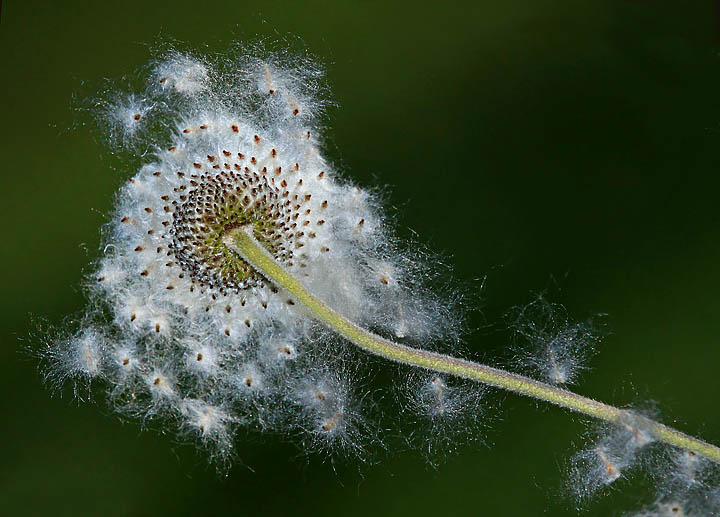 Japanese Anemone seeds