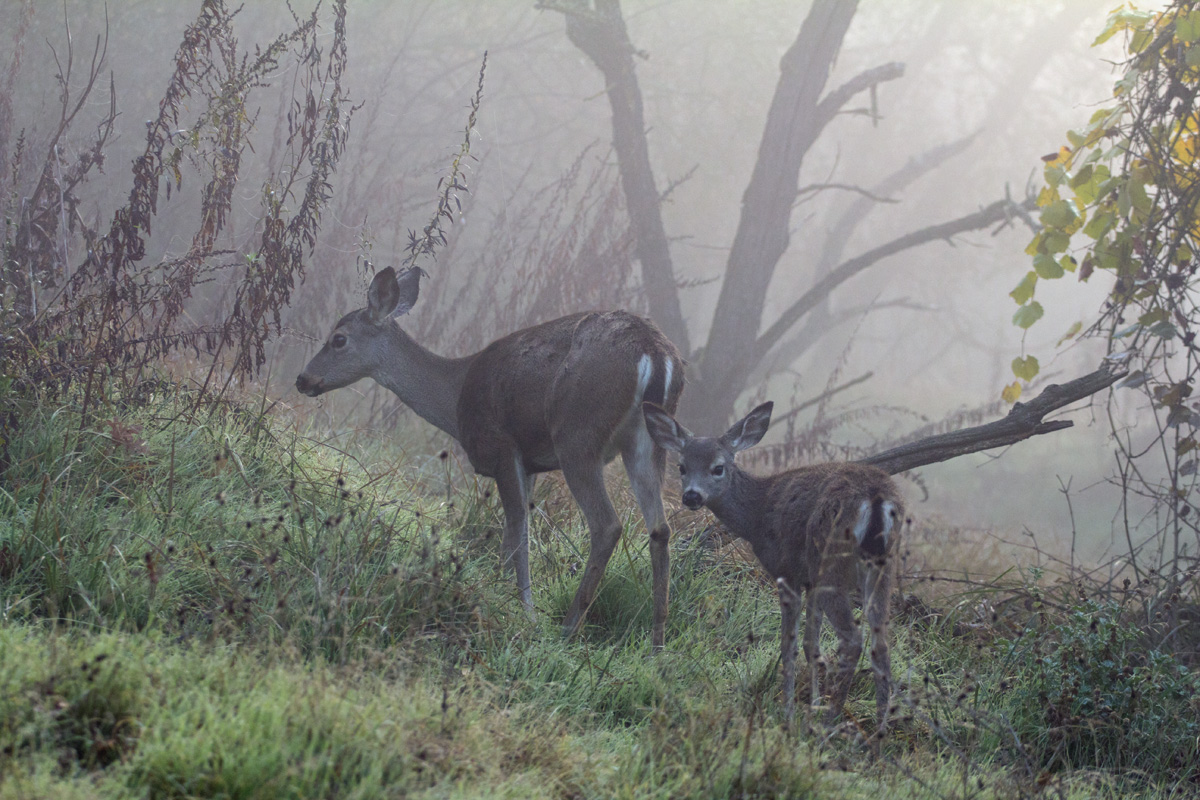 Deer in the Mist